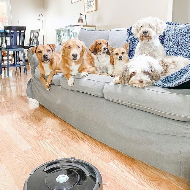 Mulți blănoși = Multă blană? Nu neapărat! ⠀⠀⠀⠀⠀⠀⠀⠀⠀
Roomba ține podelele curate zilnic, iar părul năpârlit nu se mai ridica în aer și pe mobilă #iRobotRegram @marilynchihuahua #iRobot #Roomba #Braava #roboticvacuumcleaner #roboticmop #robotaspirator #robotmop #sparklingclean #robot #robots #robotic #curatluna