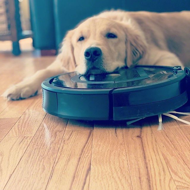 „Când te bucuri că robotul învârtitor s-a oprit în cele din urmă” @cashew_the_golden_boy #makesagoodpillow #roomba #irobot #clean #vacuuming #hairfordays #furbaby #goldensofinstagram #gloriousgoldens #cutest_goldens #goldenretrieversofinstagram #goldenretrievers #puppylove #puppies #puppiesofinstagram #puppy #goodboy #doglovers #mustlovedogs #dog #dogs #puppyoftheday #dogoftheday #puppygram #dogsofinstagram #newhampshire #fall #lifeisgolden #sillyboy #gofetch
